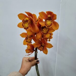 CYMBIDIUM MAX GALHO