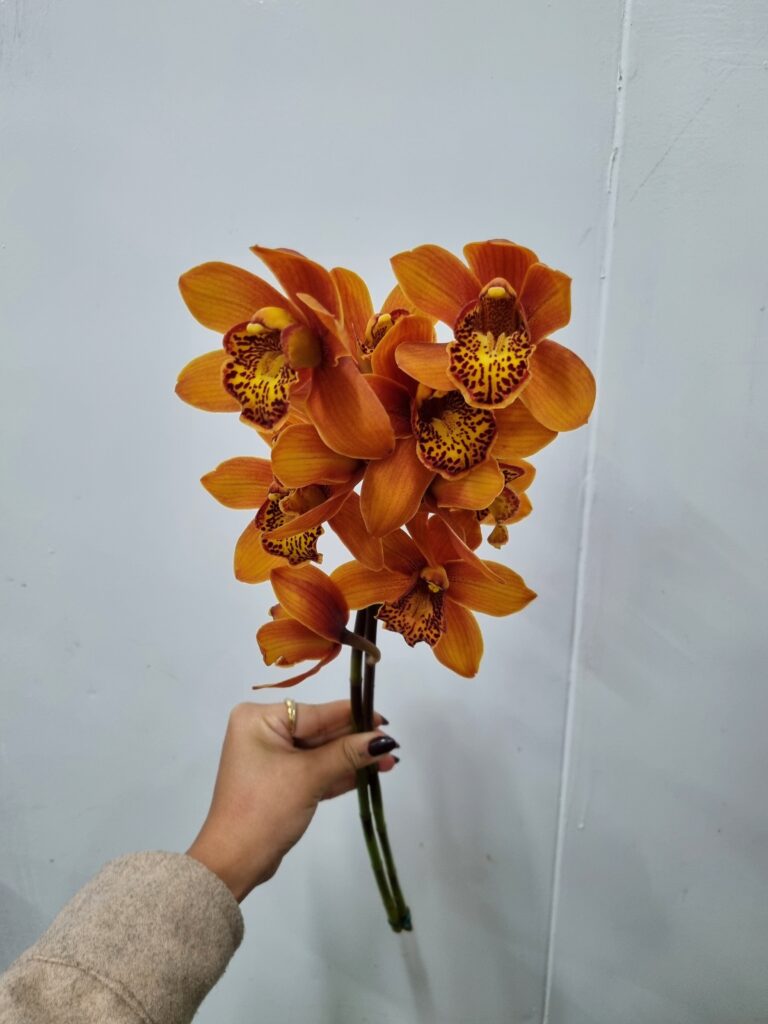 CYMBIDIUM MAX GALHO