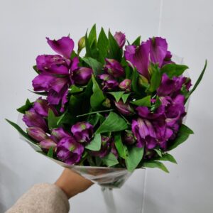 ALSTROEMERIA XANADU