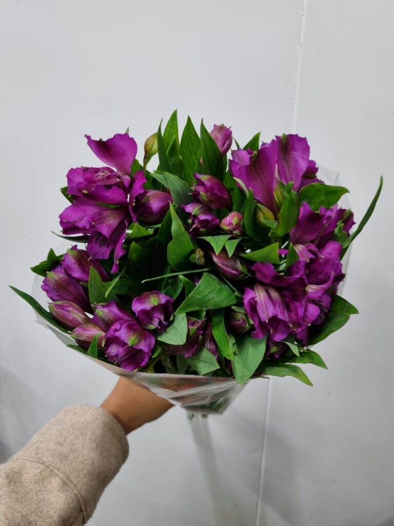 ALSTROEMERIA XANADU