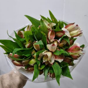 ALSTROEMERIA CHAMPANHE