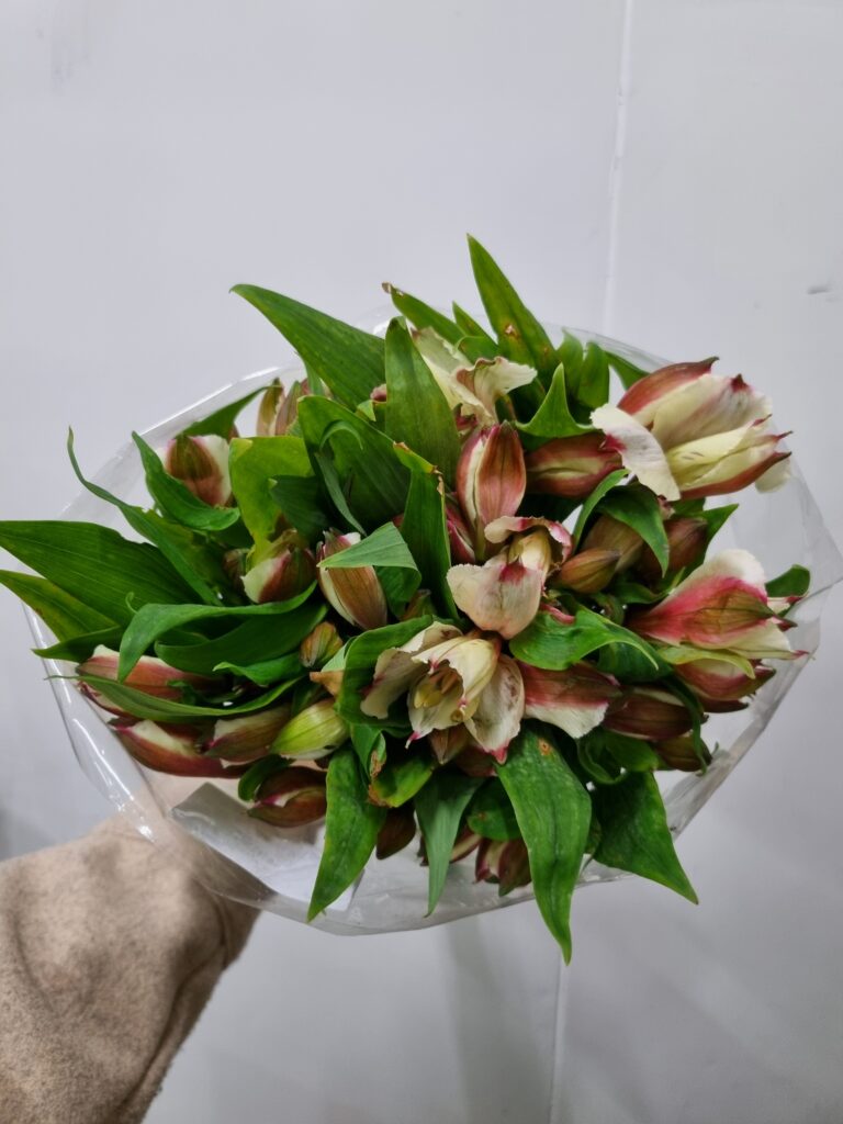 ALSTROEMERIA CHAMPANHE