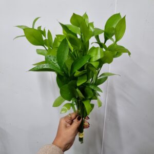 RUSCUS 030 A 040