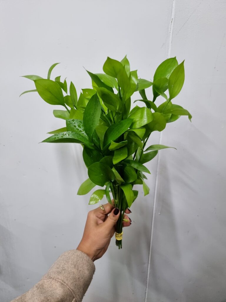 RUSCUS 030 A 040