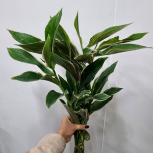 FOLHAGEM COSTUS ARABICUS VARIEGATA 050