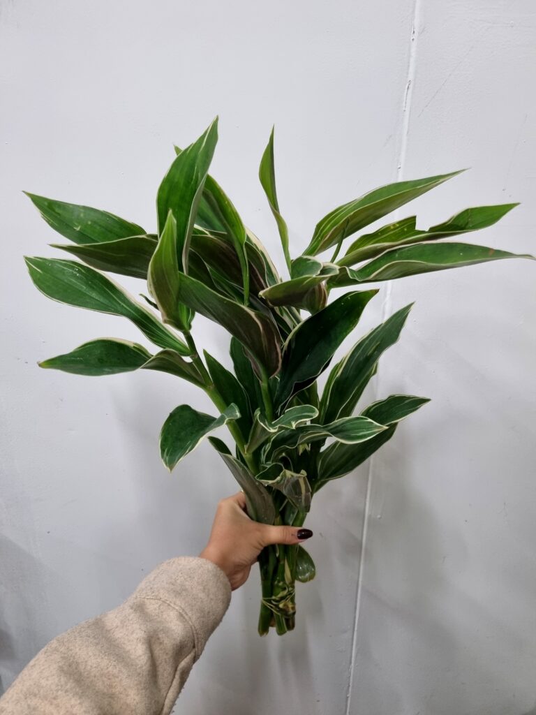 FOLHAGEM COSTUS ARABICUS VARIEGATA 050