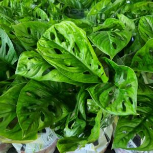 VASO MONSTERA OBLIQUA ADANSONII P15