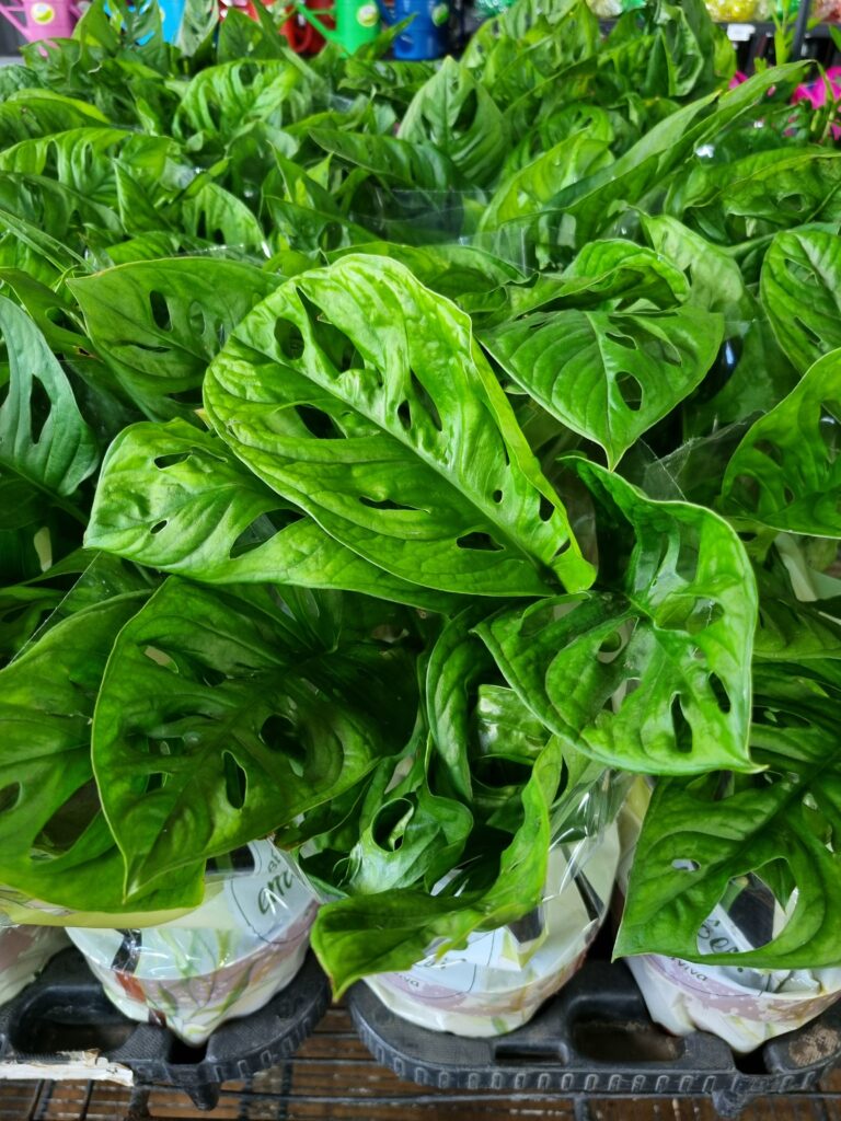 VASO MONSTERA OBLIQUA ADANSONII P15