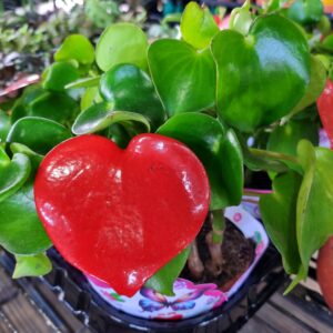 VASO PEPEROMIA POLYBOTRYA RAINDROP C13