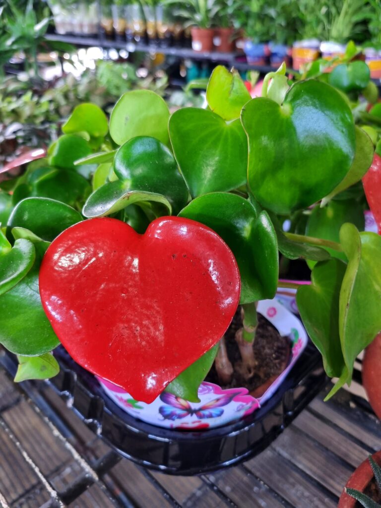 VASO PEPEROMIA POLYBOTRYA RAINDROP C13