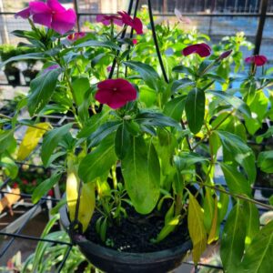 VASO VINCA C21