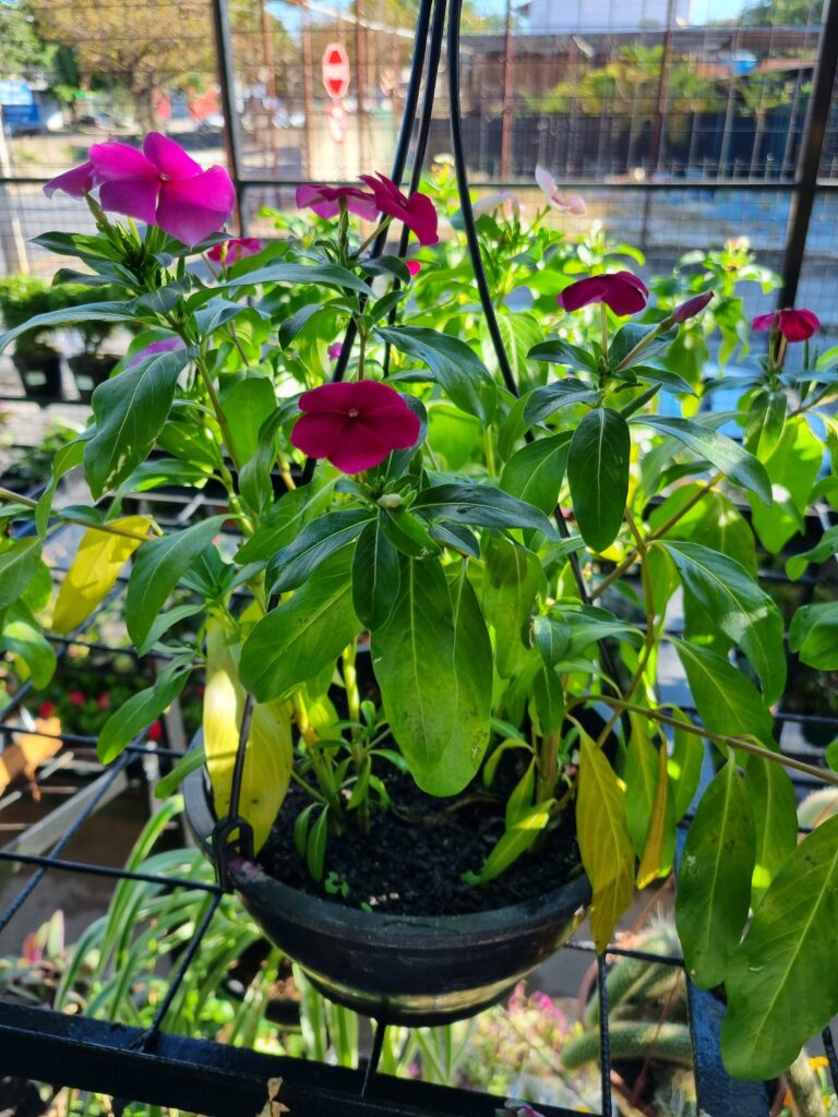 VASO VINCA C21