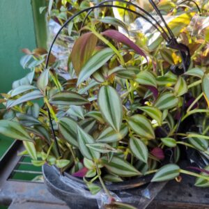 VASO TRANDESCANTIA ZEBRINA C21