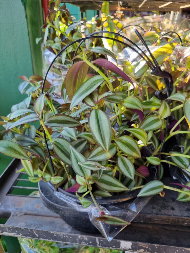 VASO TRANDESCANTIA ZEBRINA C21