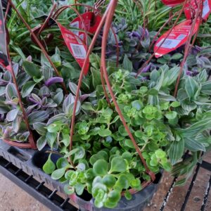 VASO PLANTA ORNAMENTAL C13 VARIADO