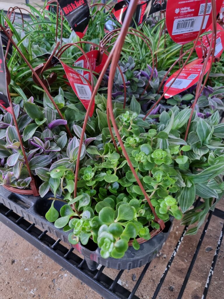 VASO PLANTA ORNAMENTAL C13 VARIADO