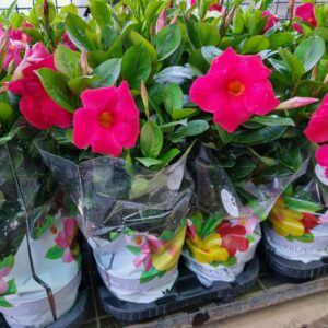 VASO DIPLADENIA P15