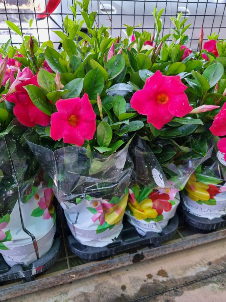 VASO DIPLADENIA P15