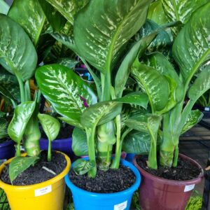 VASO DIEFENBACHIA P24 TROPIC SNOW