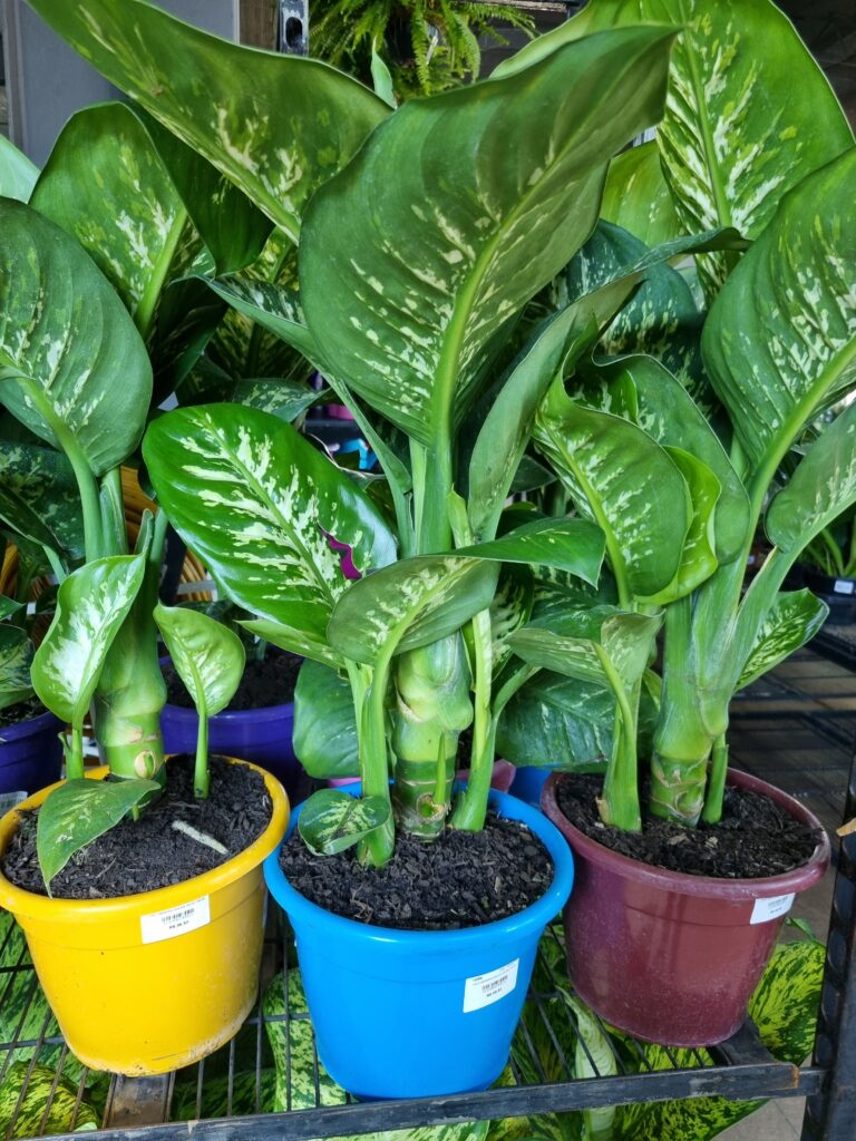 VASO DIEFENBACHIA P24 TROPIC SNOW