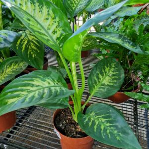 VASO DIEFENBACHIA P17 TROPIC SNOW