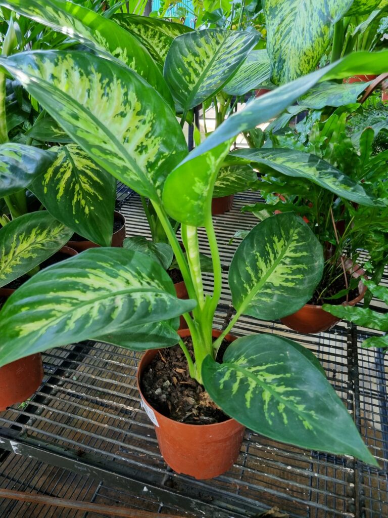 VASO DIEFENBACHIA P17 TROPIC SNOW