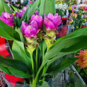 VASO CURCUMA P15