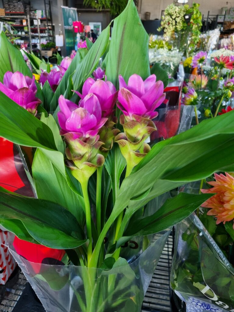 VASO CURCUMA P15