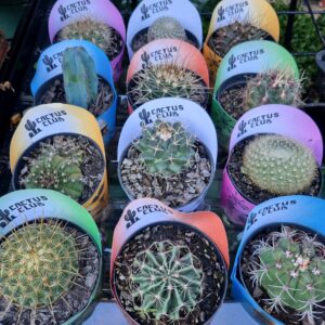 VASO CACTUS P09 RAIZ PROPRIA