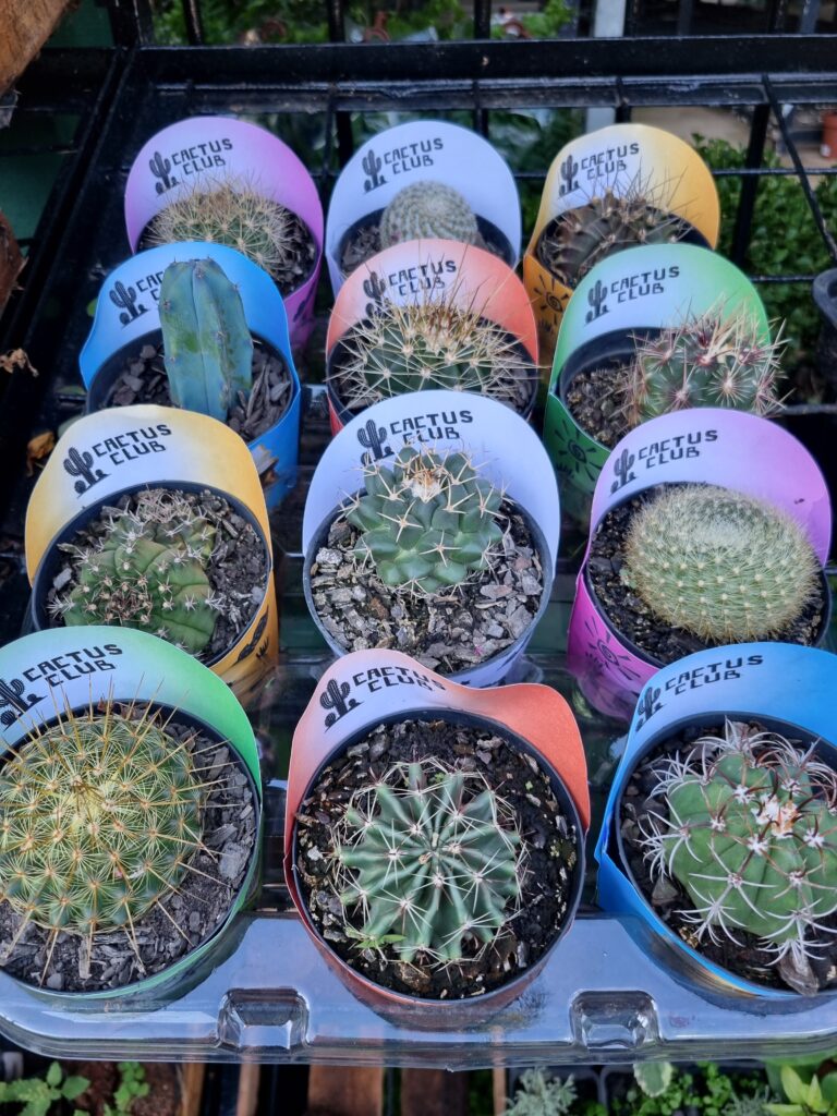 VASO CACTUS P09 RAIZ PROPRIA