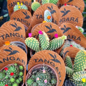 VASO CACTUS P06
