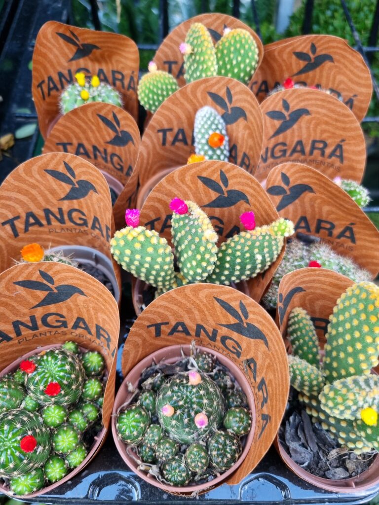 VASO CACTUS P06