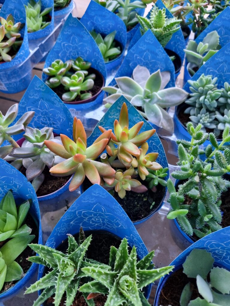 VASO SUCULENTA P09 ESPECIAL