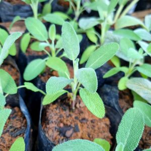 MUDA SALVIA