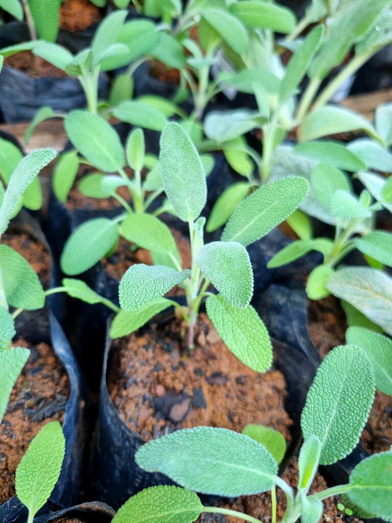 MUDA SALVIA