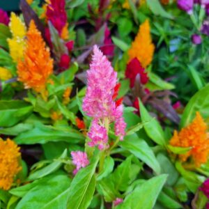 MUDA CELOSIA