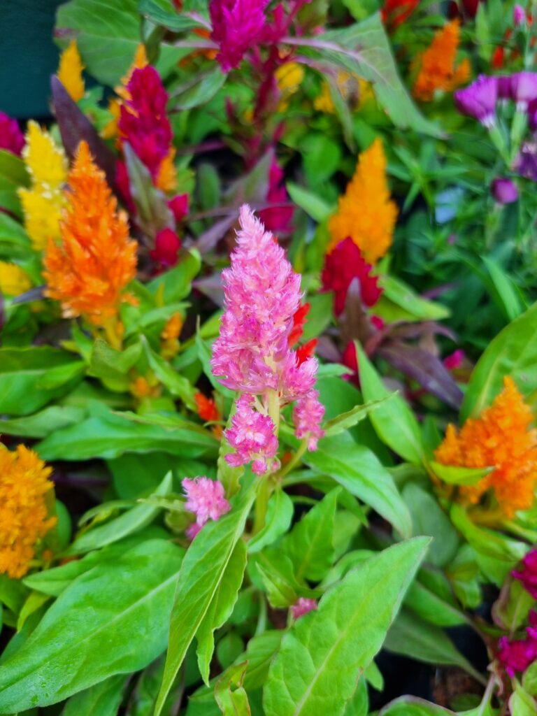 MUDA CELOSIA