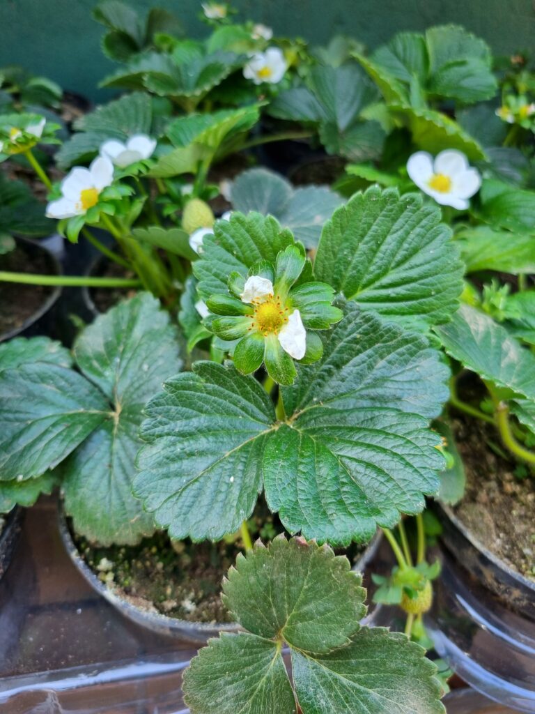 VASO MORANGO P15