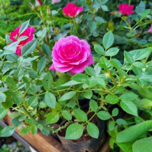MUDA ROSA