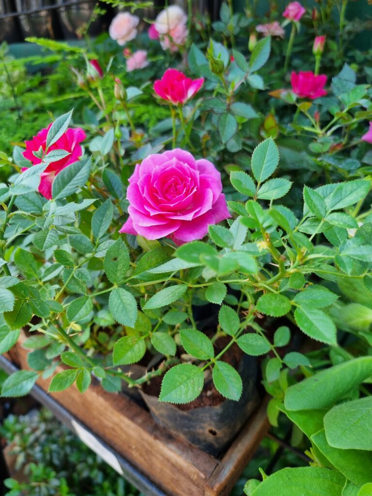 MUDA ROSA