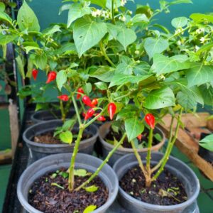 VASO PIMENTA BIQUINHO P15