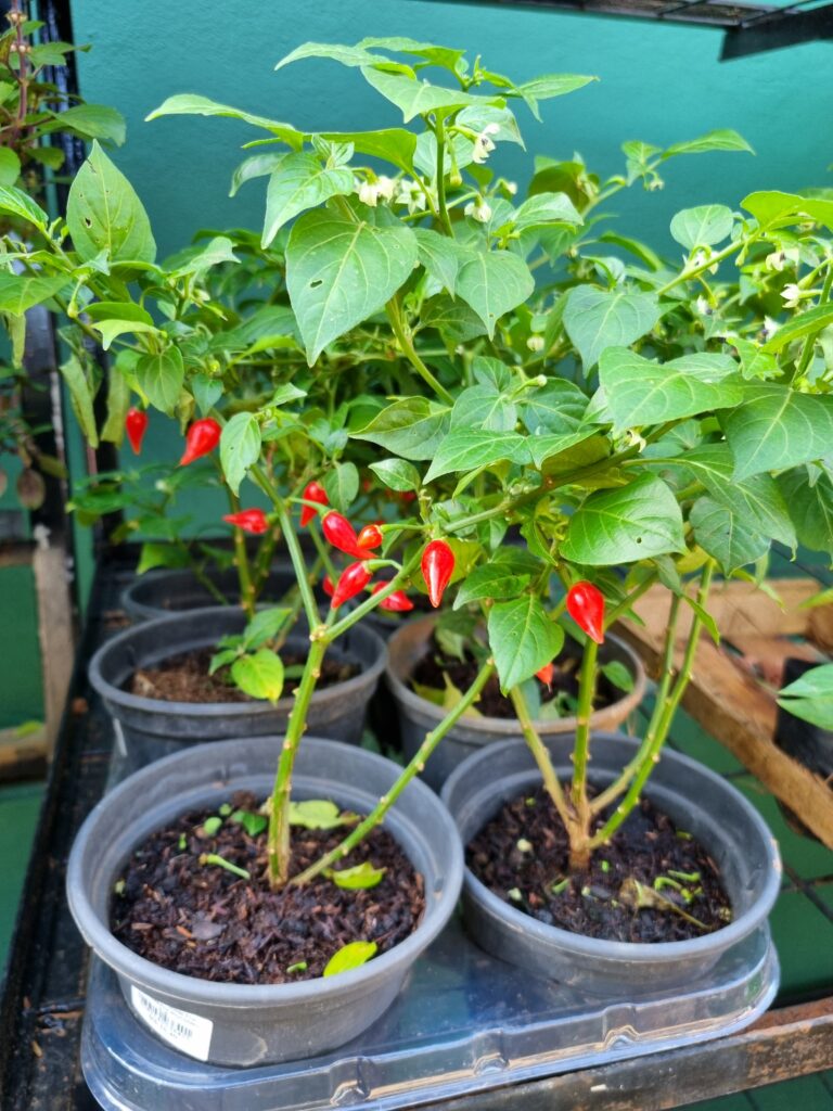 VASO PIMENTA BIQUINHO P15