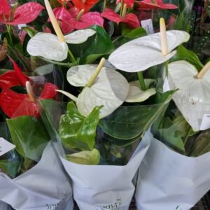 VASO ANTHURIUM P17 VARIADO