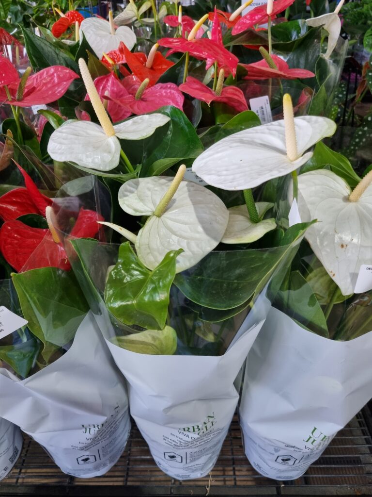 VASO ANTHURIUM P17 VARIADO