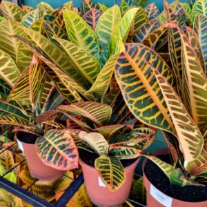 VASO CROTON P17 HIBRIDO PETRA