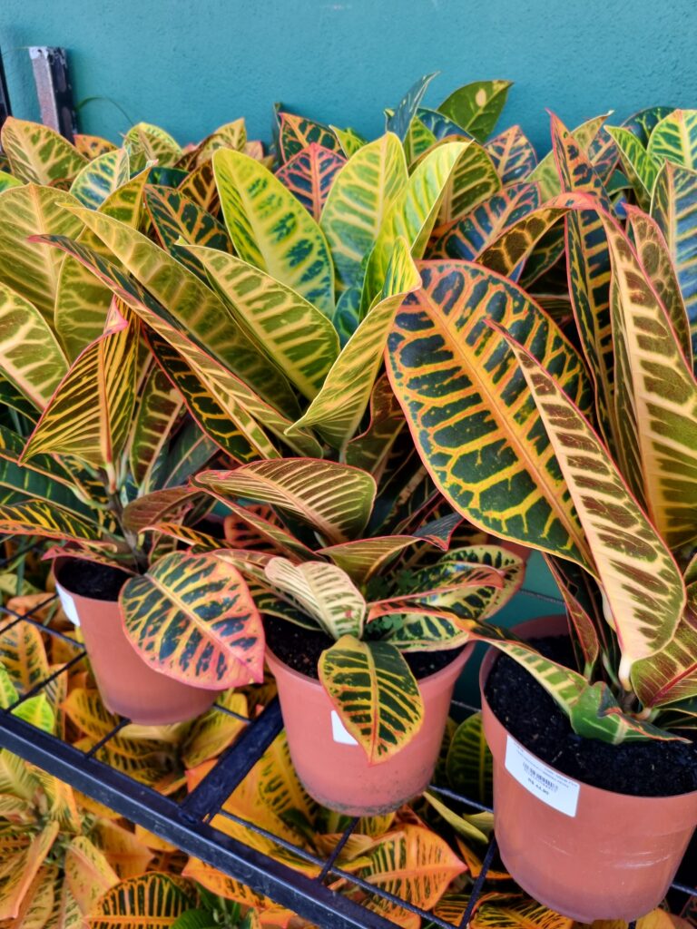 VASO CROTON P17 HIBRIDO PETRA