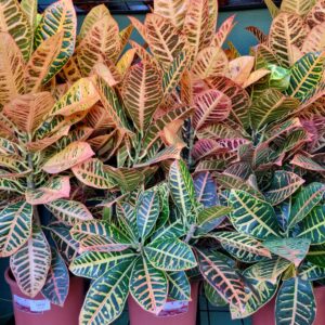 VASO CROTON P24 HIBRIDO PETRA ESPECIAL