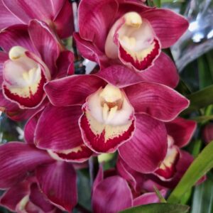 VASO CYMBIDIUM P18 2HT