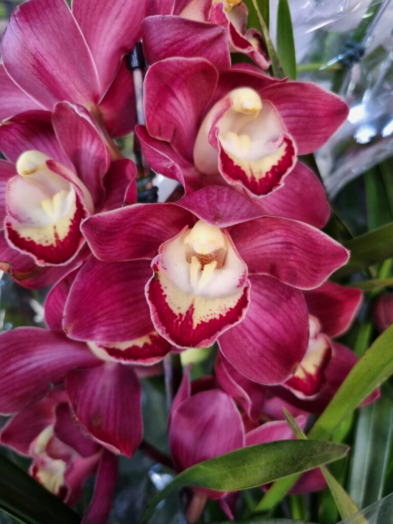 VASO CYMBIDIUM P18 2HT