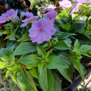 VASO SUNPATIENS P13